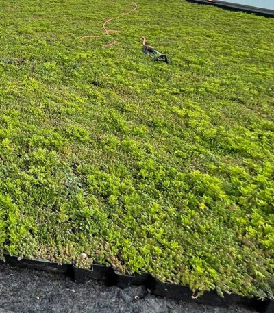 Sedum trays cassettes