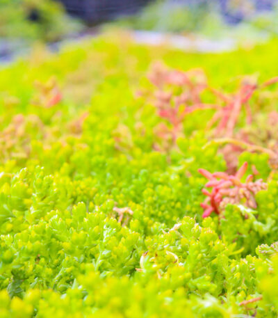 Snel een groendak plaatsen