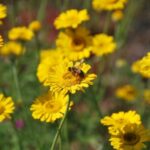 Pakket Kruiden Aroma per m² - Afbeelding 2