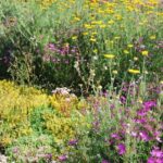 Pakket Kruiden Aroma per m² - Afbeelding 3