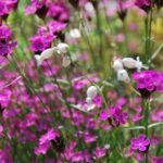 Pakket Kruiden Aroma per m² - Afbeelding 4