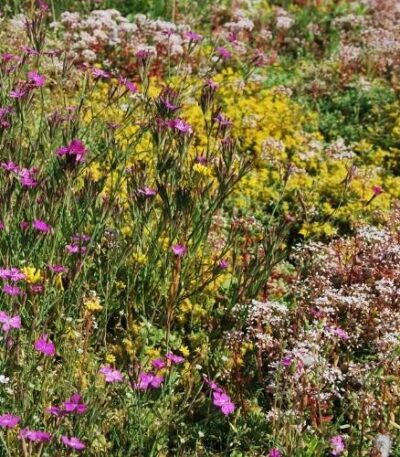 sedum kruidenmat kopen