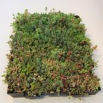 Sedumtray Click 'n Go Light per m² - Afbeelding 4