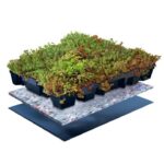 Sedumtray Click 'n Go Light per m² - Afbeelding 2