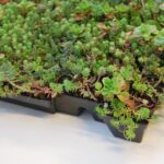 Sedumtray Click 'n Go Light per m²