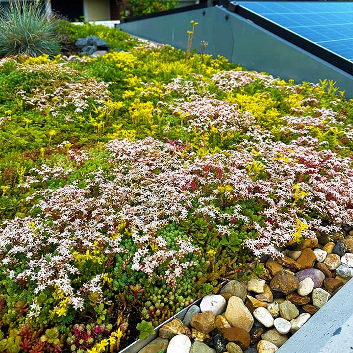 Lichtgewicht pakket Extra in bloei 40mm substraat rol 90mm dik totaal